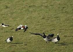 Barnacle Goose