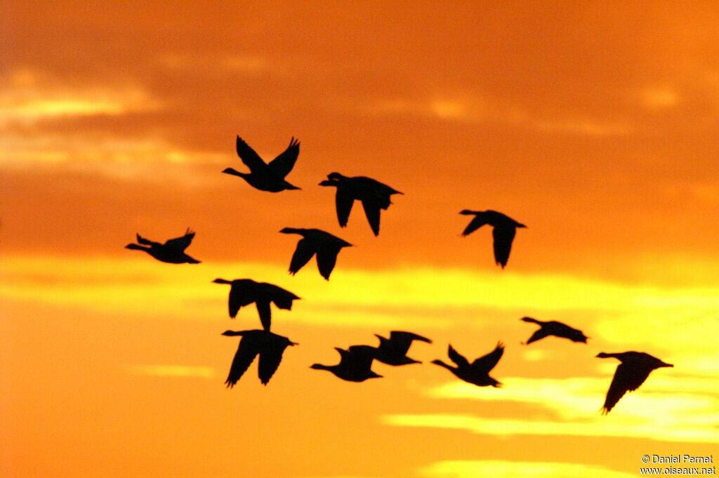 Barnacle Gooseadult post breeding, Flight