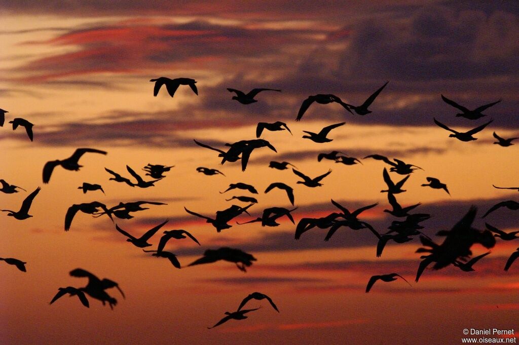 Barnacle Gooseadult post breeding, Flight