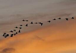 Barnacle Goose