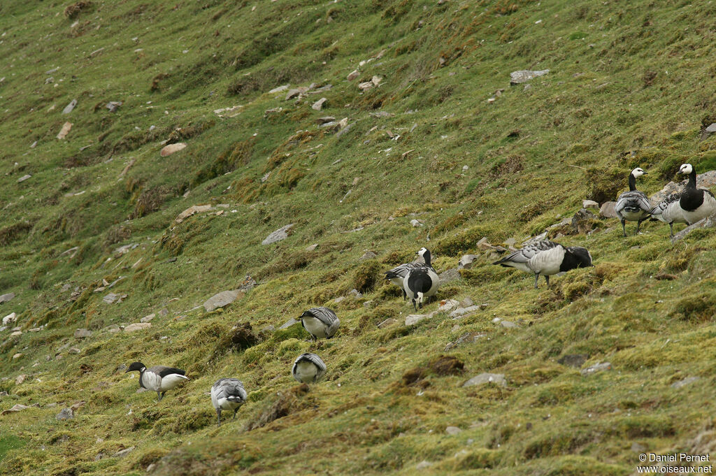 Barnacle Gooseadult, walking, eats