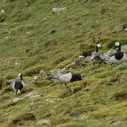 Barnacle Goose