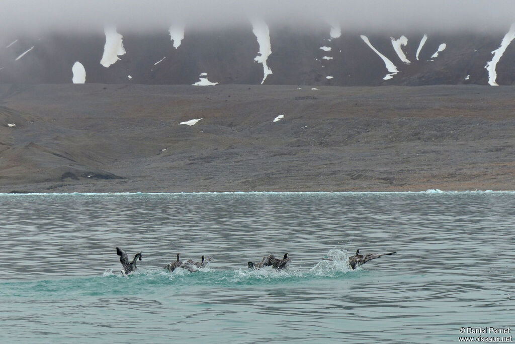 Barnacle Goose, swimming