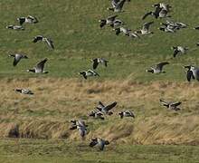 Barnacle Goose