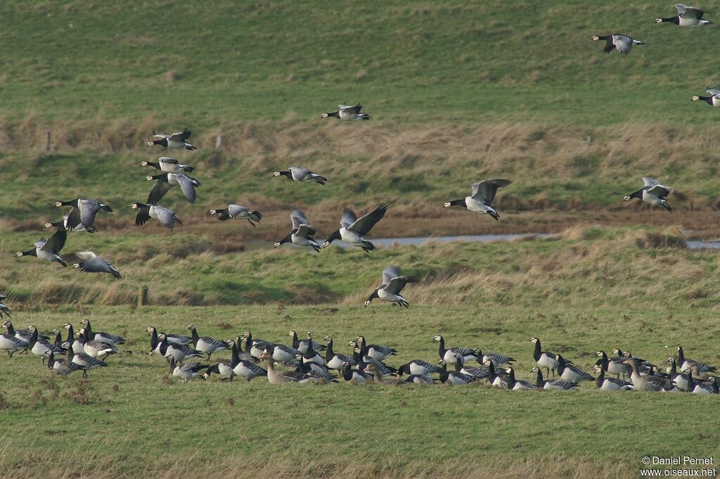 Barnacle Gooseadult post breeding, Flight