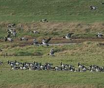 Barnacle Goose