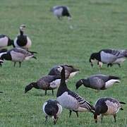 Barnacle Goose