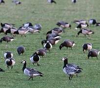 Barnacle Goose