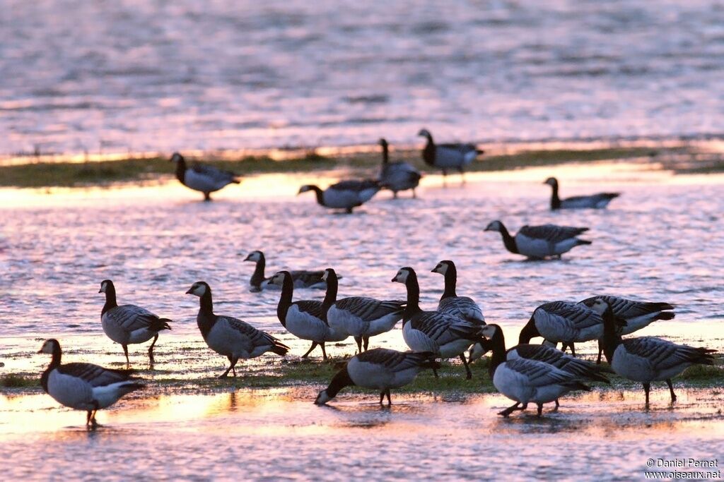 Barnacle Gooseadult post breeding, Behaviour