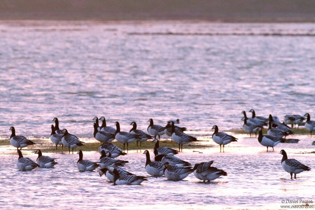 Barnacle Gooseadult post breeding, Behaviour