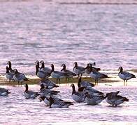 Barnacle Goose