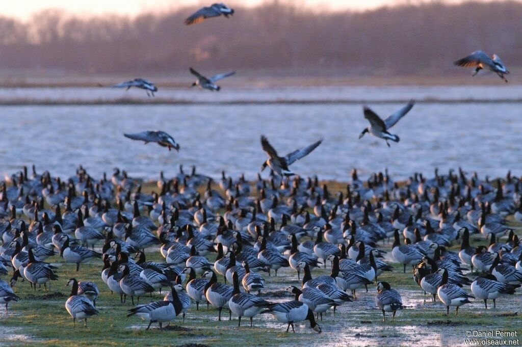 Barnacle Gooseadult post breeding, Flight, Behaviour