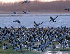 Barnacle Goose