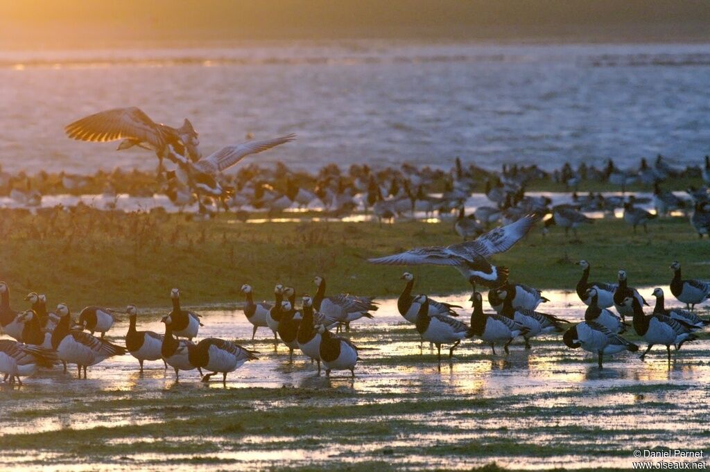 Barnacle Gooseadult post breeding, Behaviour