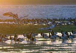 Barnacle Goose