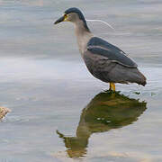 Black-crowned Night Heron