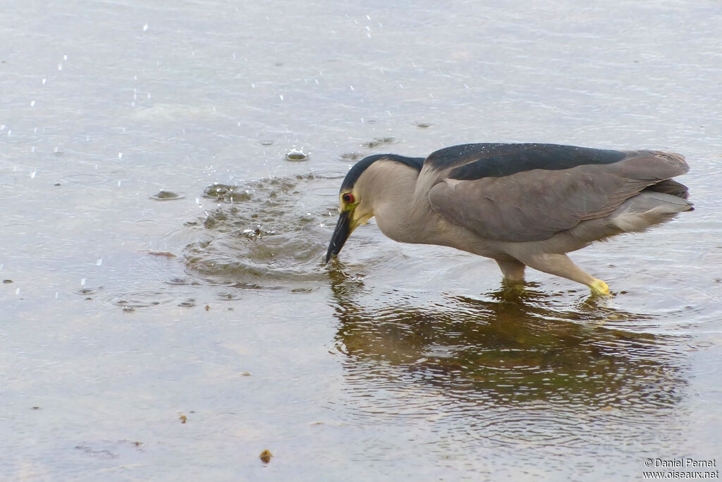 Black-crowned Night Heronadult, walking, fishing/hunting