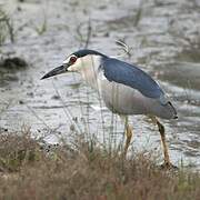 Black-crowned Night Heron