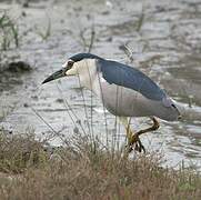 Black-crowned Night Heron