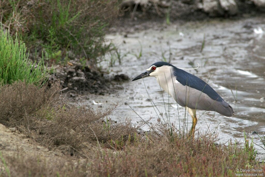 Black-crowned Night Heron male adult, identification