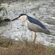 Black-crowned Night Heron