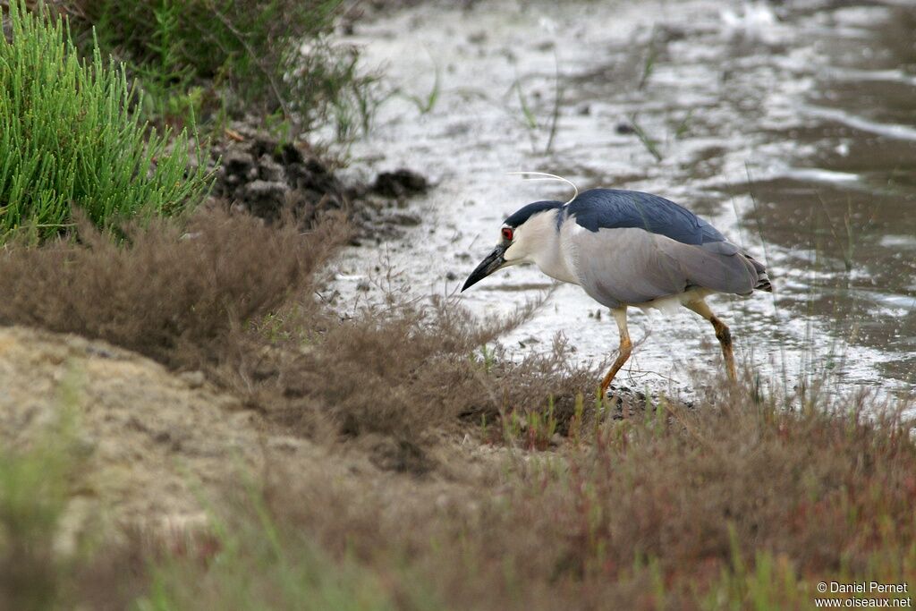 Black-crowned Night Heron male, identification