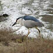 Black-crowned Night Heron