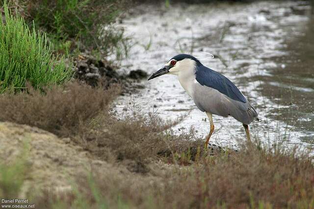 Bihoreau gris mâle adulte - dape107930