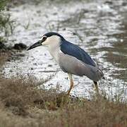 Black-crowned Night Heron