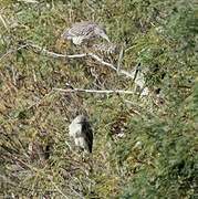 Black-crowned Night Heron