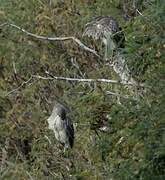 Black-crowned Night Heron