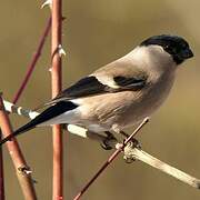 Eurasian Bullfinch