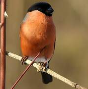 Eurasian Bullfinch