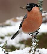 Eurasian Bullfinch