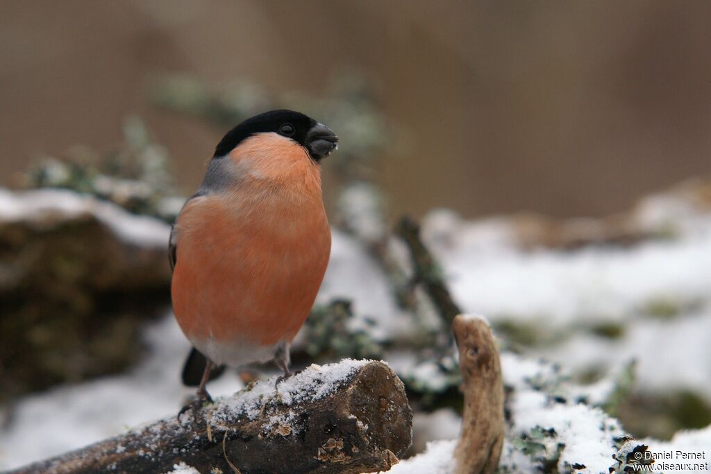 Eurasian Bullfinch male adult, identification