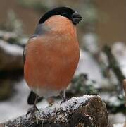 Eurasian Bullfinch