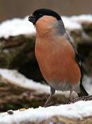 Eurasian Bullfinch