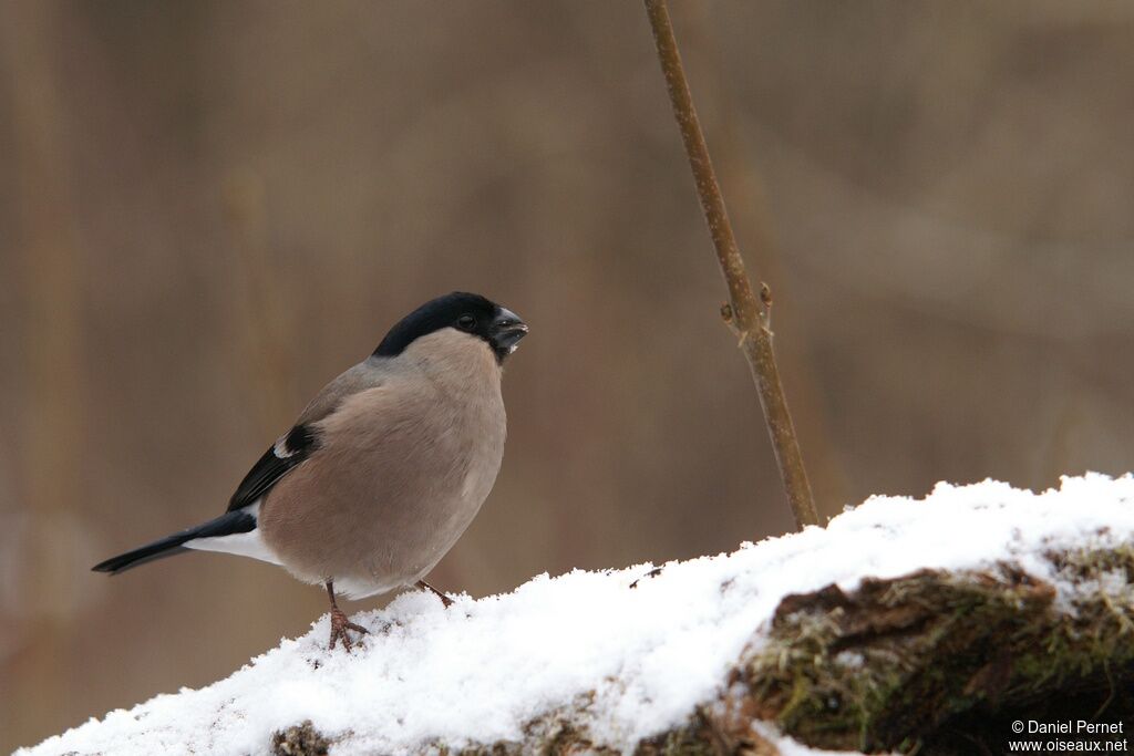 Eurasian Bullfinch female adult, identification