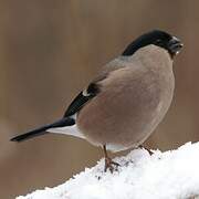 Eurasian Bullfinch