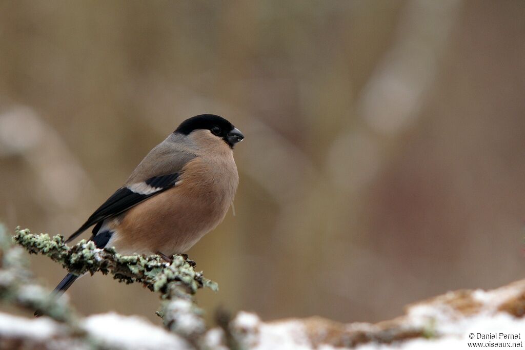 Eurasian Bullfinch female, identification