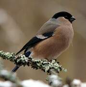 Eurasian Bullfinch