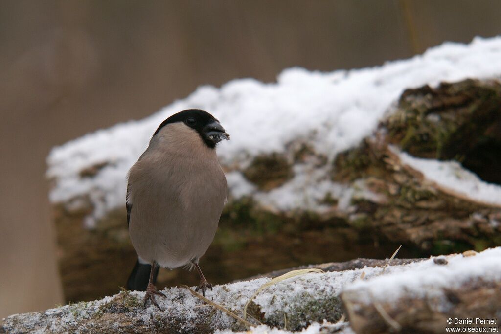 Eurasian Bullfinch female adult, identification