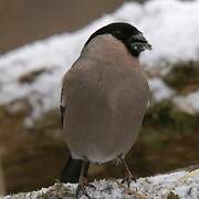 Eurasian Bullfinch