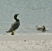 Falkland Steamer Duck