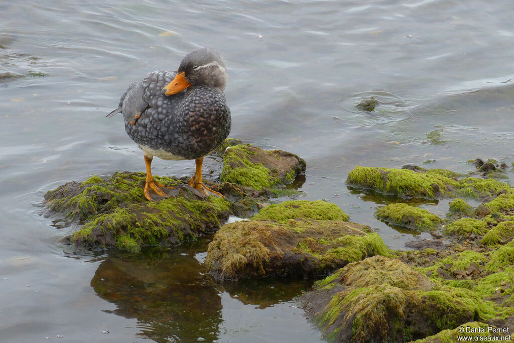 Falkland Steamer Duck female adult, walking