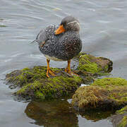 Falkland Steamer Duck