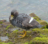 Falkland Steamer Duck