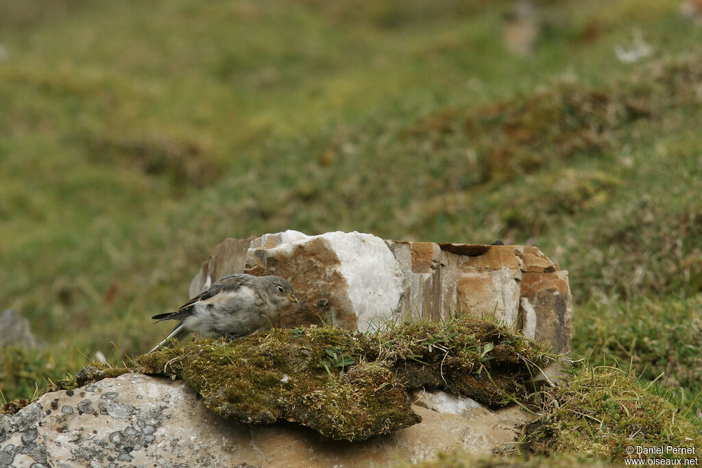 Snow Bunting female adult, identification, walking, eats