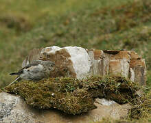 Snow Bunting