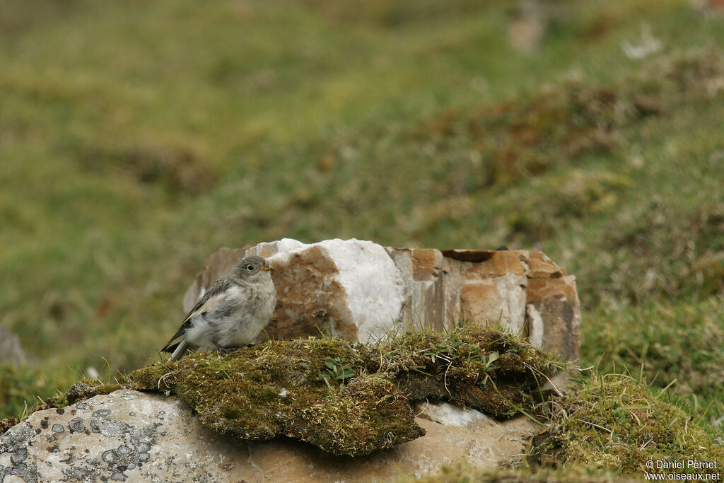 Snow Bunting female adult, identification, walking